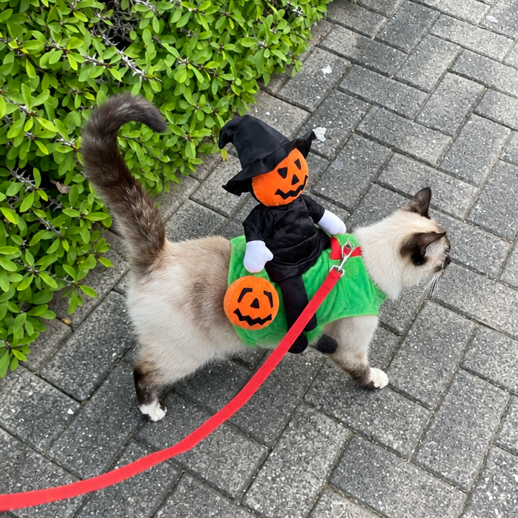 PumpKin Knight Costume